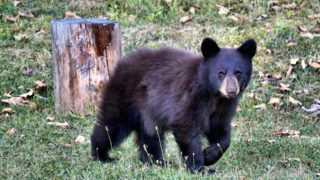 猟友会とは？入会方法・狩猟免許・管轄をわかりやすく解説｜給料・夜間の呼び出し事情まで