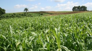 石油が止まってもプラスチックは消えない?ポリエチレンの代替素材“次世代バイオ素材”最前線